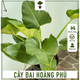 Cây Đại Hoàng Phú - Cây phong thủy mang tài lộc - Cây cao 60-70 cm - Chăm sóc dễ