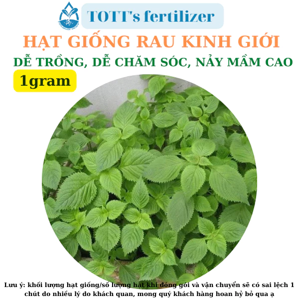 Hạt Giống rau kinh giới khối lượng 1gr dễ trồng TOTT's fertilizer