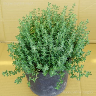 Cây Xạ Hương Thyme, Gia Vị Âu, Cây Khoẻ Dễ Chăm Sóc