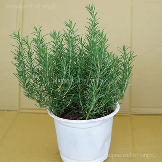 Cây Hương Thảo Rosemary Thuần Khí Hậu Sài Gòn Dễ Chăm Sóc