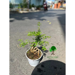 Cây Cần Thăng dáng bonsai