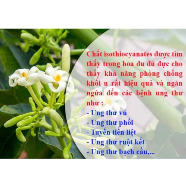 Hoa Đu Đủ Đực SẤY LẠNH Ngâm Mật Ong Rừng Campuchia - Mật Ong Nhãn - Hoa Cà Phê  Hũ 500gr