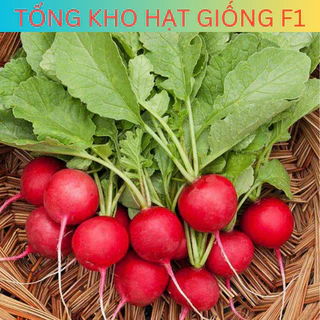 Hạt giống củ cải đỏ (tặng kèm phân)