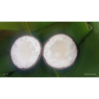 Dừa sáp/dừa đặc ruột/dừa kem/makapuno loại đặc sáp siêu dày 1- 1.4 kí