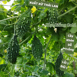 Hạt giống khổ qua rừng Thái Lan sai trái chịu hạn tốt hạt mướp đắng nảy mầm cao dễ trồng năng suất cao Hạt giống Gold