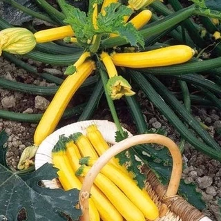 [Seeds- HG Mai Nguyễn] 40 Hạt giống bí ngòi vàng chịu nhiệt_ Trái to, Chuẩn trái to