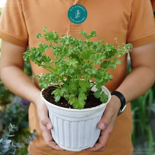 Cây Phong Lữ Táo JUN GARDEN Apple Geranium