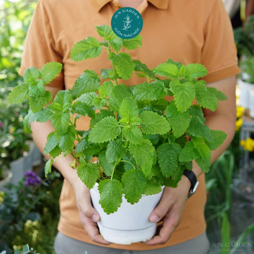 Cây Bạc Hà Chanh Sả JUN GARDEN Lemon Balm