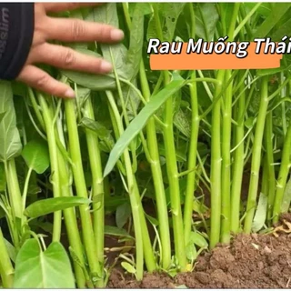 20 gam hạt giống rau muống thái lan f1 🥬🥬Sale Shock🥬🥬chất lượng cao