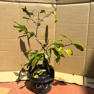 Cây mai cúc 2 tầng (mai cúc Huỳnh Tấn Phát) - hoa lâu tàn, bonsai gốc ghép đẹp