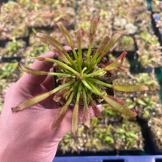 Cây bắt mồi Drosera capensis "Broad leaf" | Hunggarden