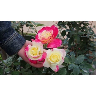 cây hoa Hồng Double Delight rose