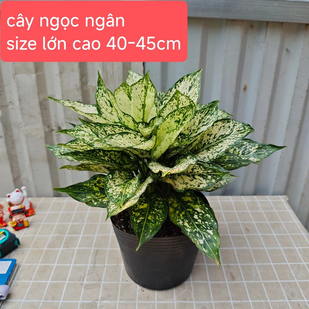 Cây ngọc ngân lá trắng xanh loại chậu bầu cao 30cm