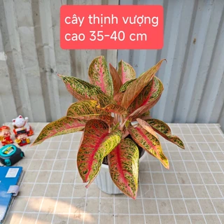 Cây thịnh vượng cao 30-40 cm giá rẻ