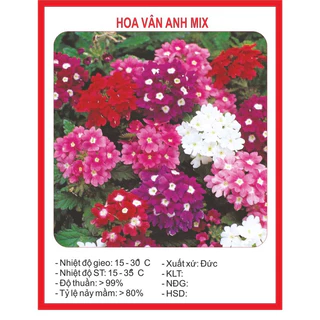 Hạt giống hoa vân anh(cúc indo) mix màu -50 hạt