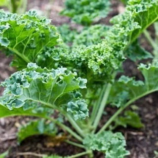 Hạt Giống Cải Xoăn Kale ( hạt nhập khẩu) chuẩn giống, năng xuất cao, trồng vườn, thùng xốp đều được,