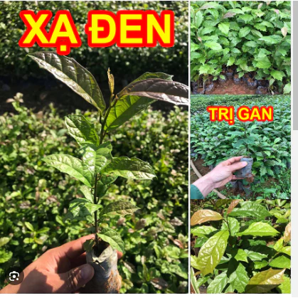 Hạt Giống xạ đen - Cây giống Xạ Đen - (Cây dược liệu)