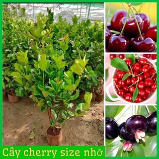 CÂY CHERY BRAZIN CAO 1M SẮP CHO QUẢ(tặng kem túi phân bón)