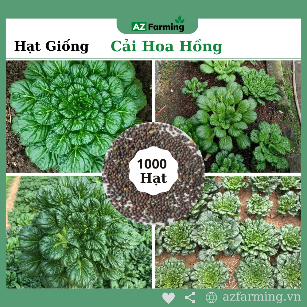 Hạt Giống Cải Hoa Hồng - Gói 1000 Hạt - AZ Farming