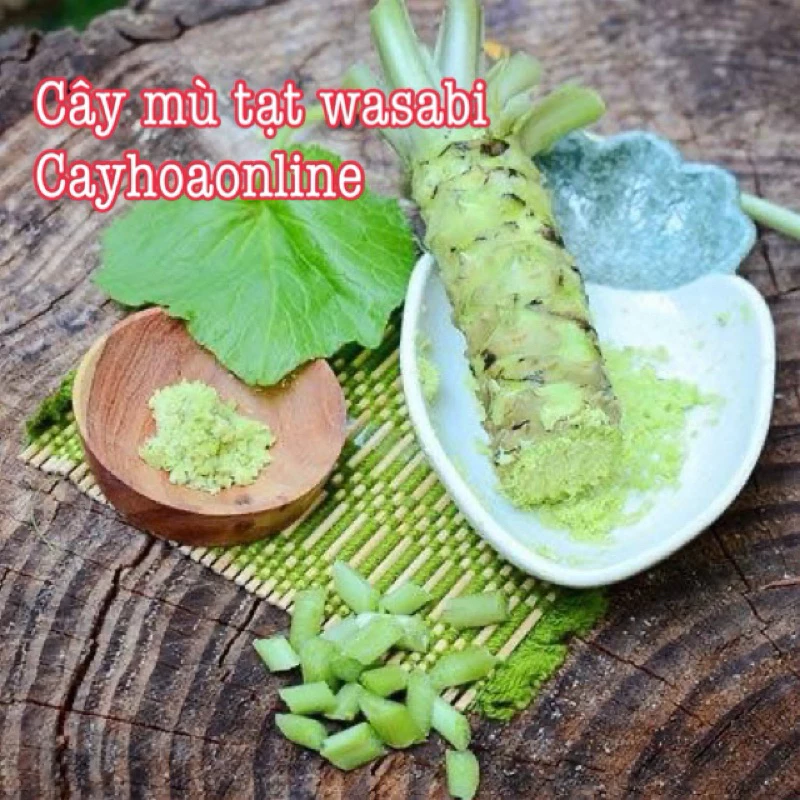 Hạt giống cây mù tạt wasabi 500 hạt nội địa Trung