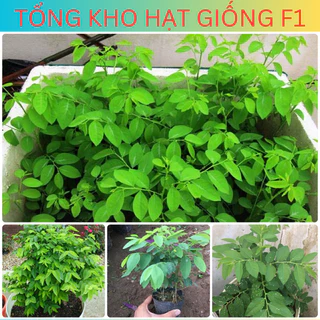 Hạt giống rau ngót siêu ngọn thuần Việt chuẩn f1_Tổng kho hạt giống f1