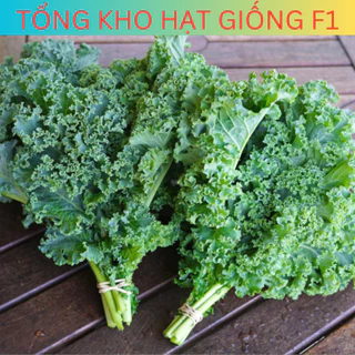 Hạt giống cải Kale xoăn xanh, cải kale xoăn tím dễ trồng năng suất cao (5gr)