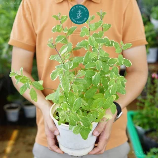 Cây Bạc Hà Dứa JUN GARDEN Pineapple Mint