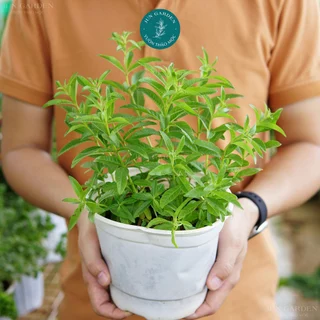 Cây Sả Chanh Pháp JUN GARDEN Verveine Odorante