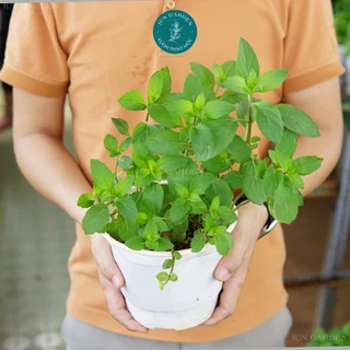 Cây Bạc Hà Peppermint JUN GARDEN làm gia vị, nước uống