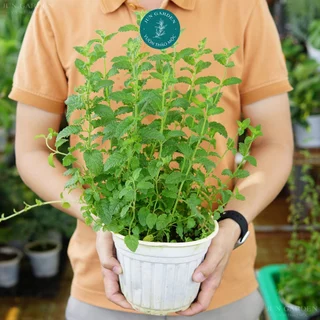 Bạc Hà Dâu JUN GARDEN Strawberry Mint