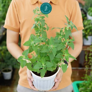 Cây Bạc Hà Mèo JUN GARDEN Catnip - Catmint