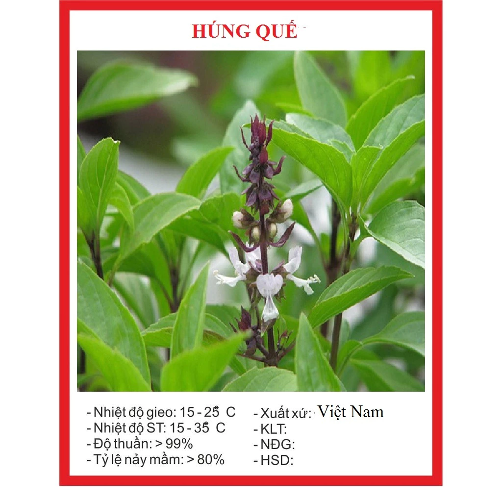 Hạt giống rau húng quế lá to (2 gram) - thơm ngon vị nồng, dễ trồng