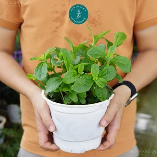 Cây Cỏ Ngọt Stevia JUN GARDEN