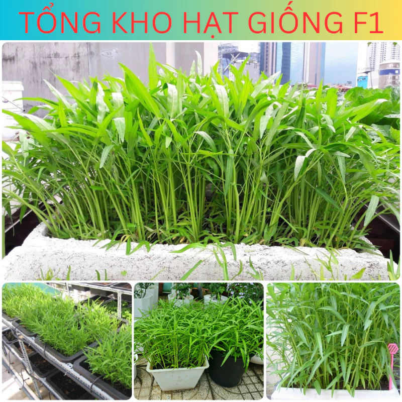 [100 HẠT] Hạt giống rau muống lá tre, rau muống cạn (tặng phân bón)