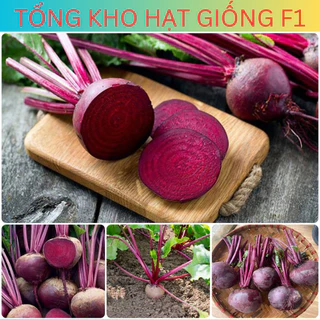 Hạt giống củ dền cao sản f1 ( tặng phân bón )