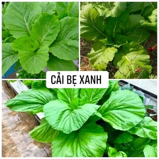 Hạt giống Cải bẹ xanh mỡ, Cải cay 50g Sen Hồng