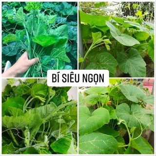 50 Hạt giống Rau Bí siêu ngọn / Bí siêu nụ ( hạt to, giống chuẩn )