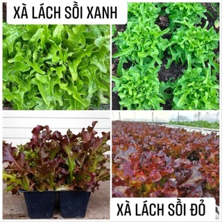 Hạt giống Xà Lách Sồi Tím / Xanh ( gieo trồng quanh năm, rau ăn ngon,giòn, không đắng )