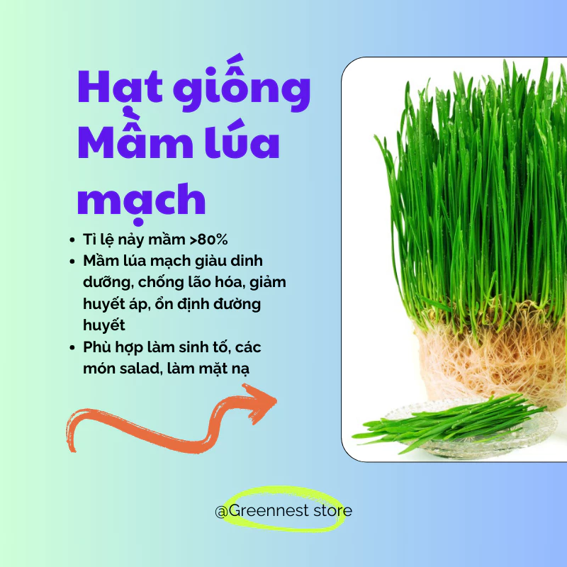 Hạt Giống Trồng Mầm Lúa Mạch Nhập Khẩu Chất Lượng 100g