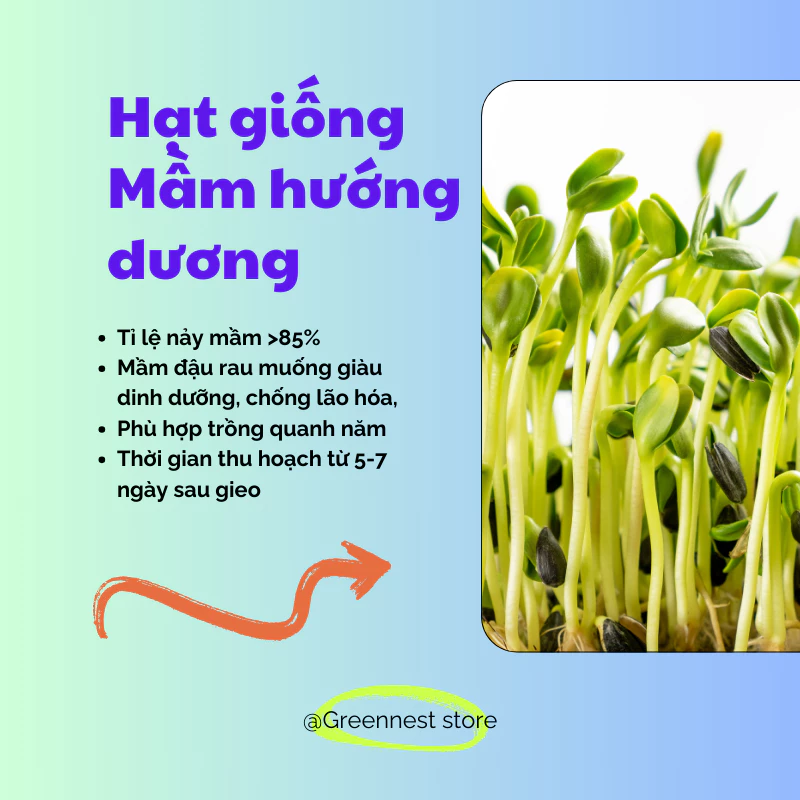 Hạt Giống Trồng Mầm Hướng Dương Xanh Thơm Ngậy 20gram