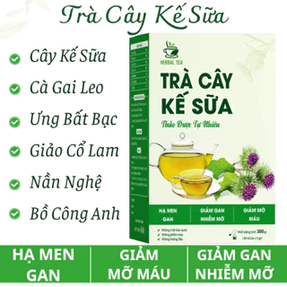 TRÀ CÂY KẾ SỮA - HẠ MEN GAN + HẠ MỠ MÁU + GIẢM GAN NHIỄM MỠ