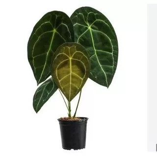 Chậu Anthurium Forgetii ( Gieo hạt)| Kiểng lá | Môn trái tim