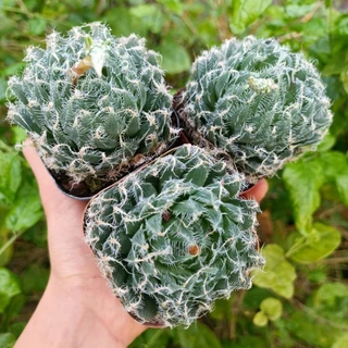 New Sale++  Sen Đá Haworthia arachnoidea 1 chậu 7cm.