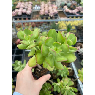 Cây sen đá crassula thạch bích viền_🌱hàng sẵn