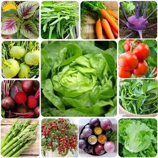 Hạt giống các loại rau,củ,quả trồng quanh năm - HẠT GIỐNG MẶT TRỜI