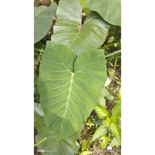 1 lá khoai môn trắng.( one leaf)