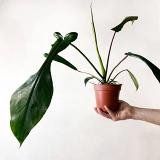 Cây Trầu Bà Cánh Én Philodendron Joepii Form Lá Dài Lạ Mắt