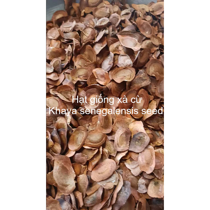 1kg hạt giống cây xà cừ