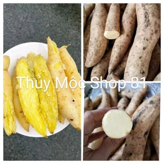 🍠COMBO 3Kg KHOAI LANG SỮA THÁI - KHOAI TRẮNG RUỘT VÀNG