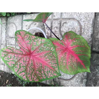 Cây môn kiểng caladium